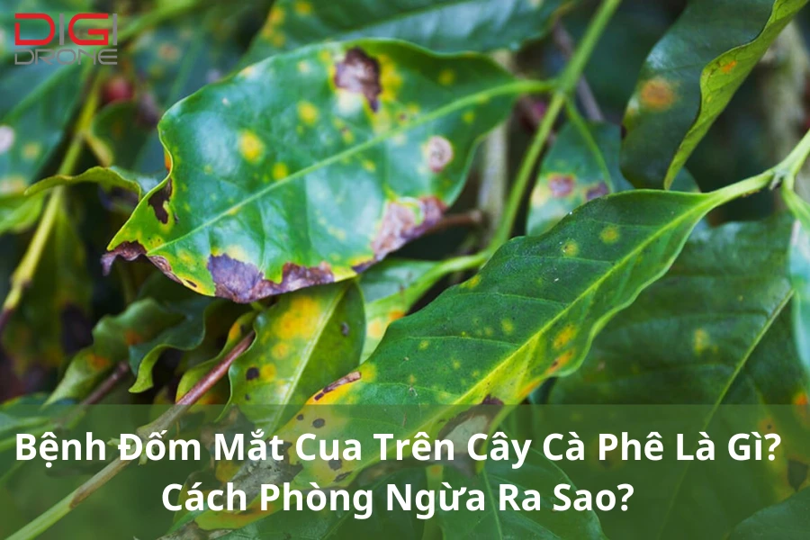 Bệnh Đốm Mắt Cua Trên Cây Cà Phê Là Gì? Cách Phòng Ngừa Ra Sao?