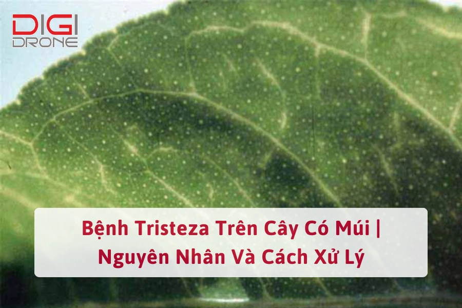 Bệnh Tristeza Trên Cây Có Múi | Nguyên Nhân Và Cách Xử Lý