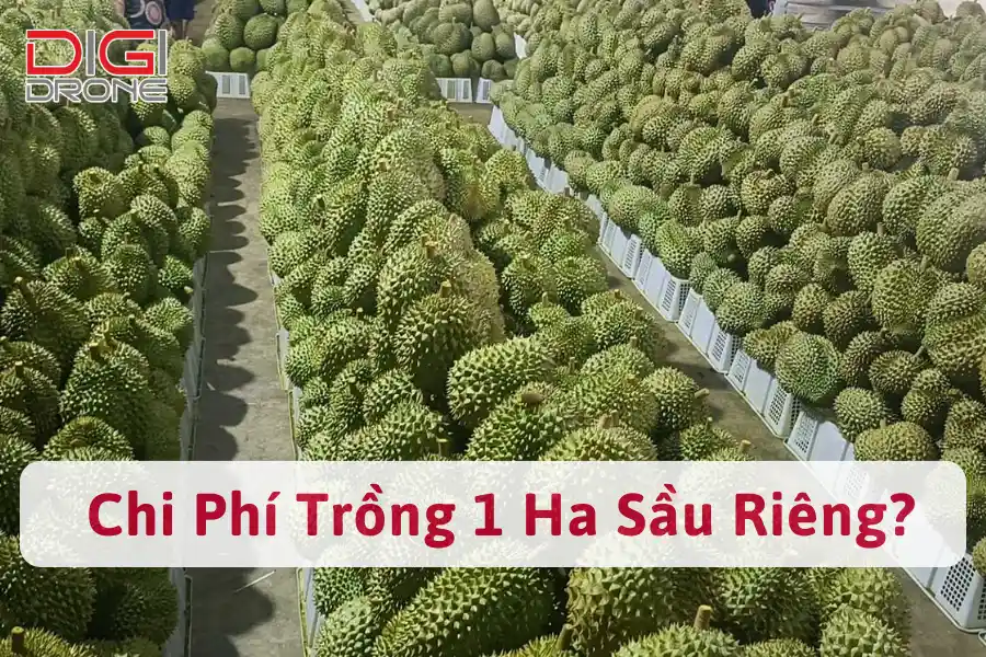 [Giải Đáp] Chi Phí Trồng 1 Ha Sầu Riêng Bao Nhiêu? 