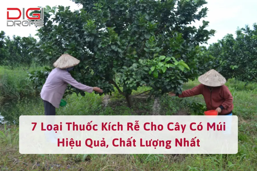 7 Loại Thuốc Kích Rễ Cho Cây Có Múi Hiệu Quả, Chất Lượng Nhất