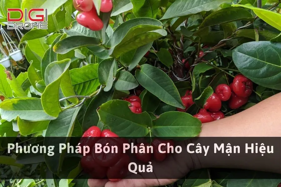 Phương Pháp Bón Phân Cho Cây Mận Hiệu Quả