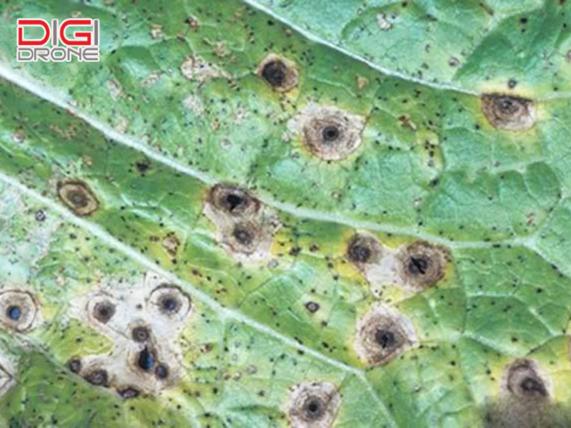 Biện pháp phòng ngừa bệnh đốm vòng hiệu quả