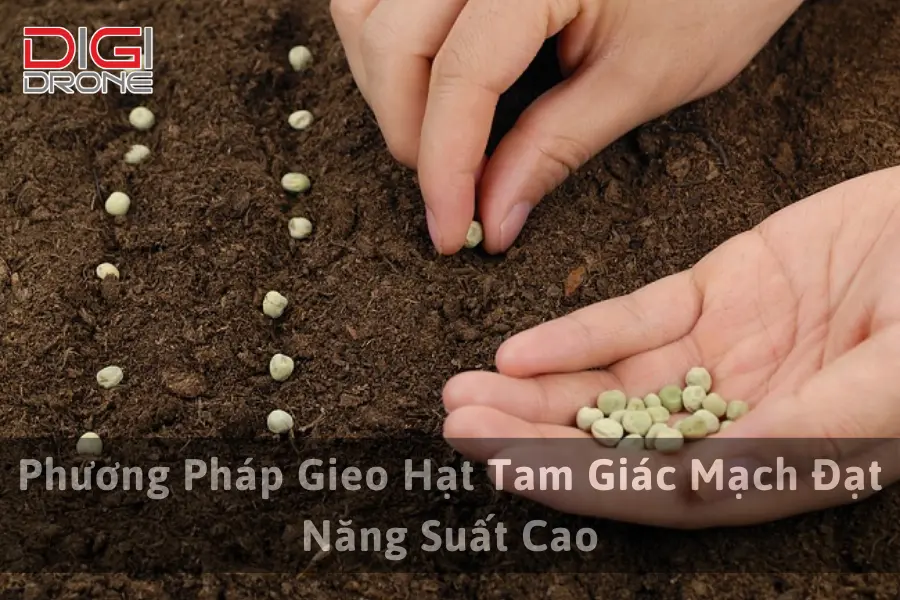 Phương Pháp Gieo Hạt Tam Giác Mạch Đạt Năng Suất Cao