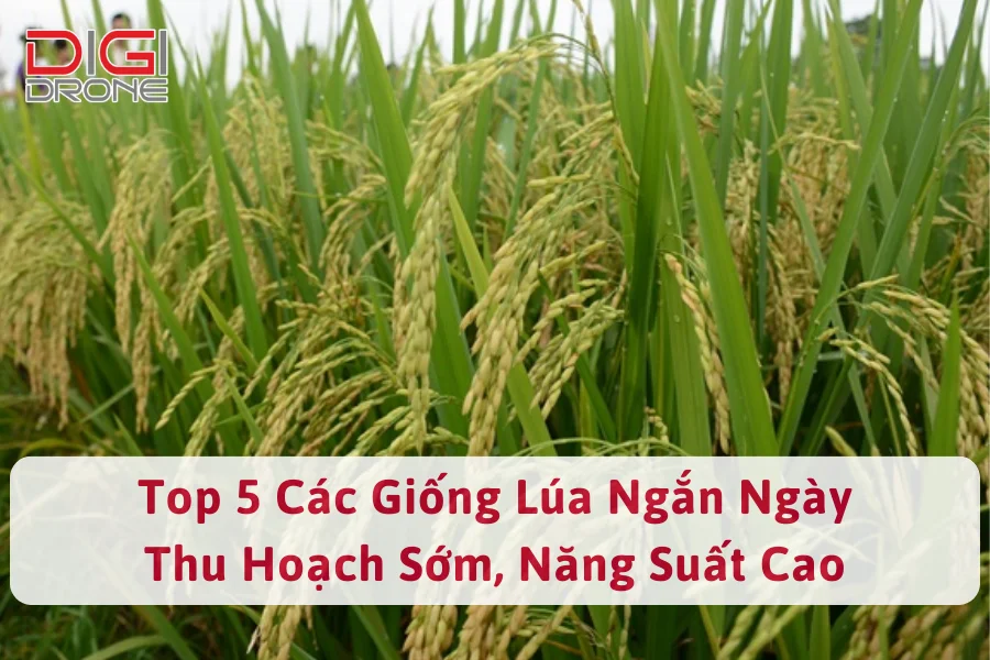 Top 5 các loại giống lúa ngắn ngày thu hoạch sớm, năng suất cao