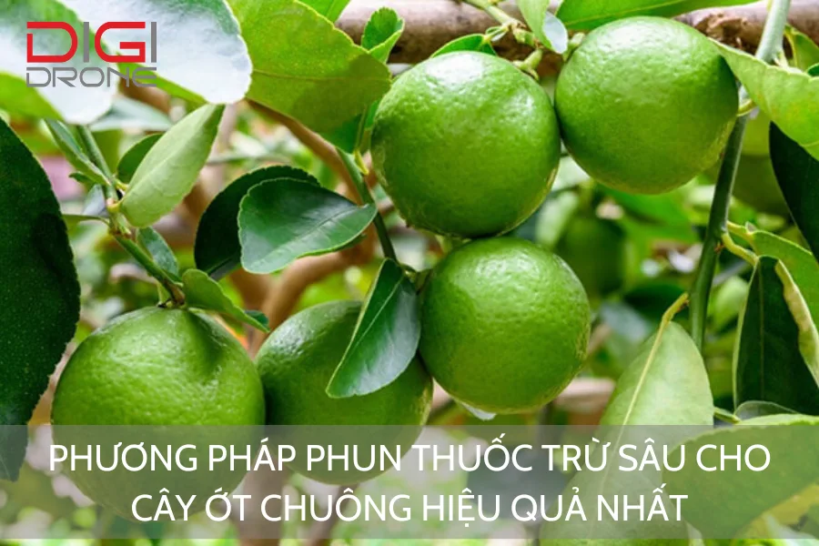 Phương Pháp Phun Thuốc Trừ Sâu Cho Cây Chanh Hiệu Quả Nhất