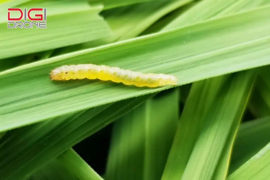 Sâu cuốn lá (Leafroller)