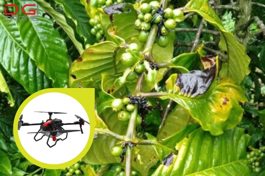 bệnh thán thư trên cà phê