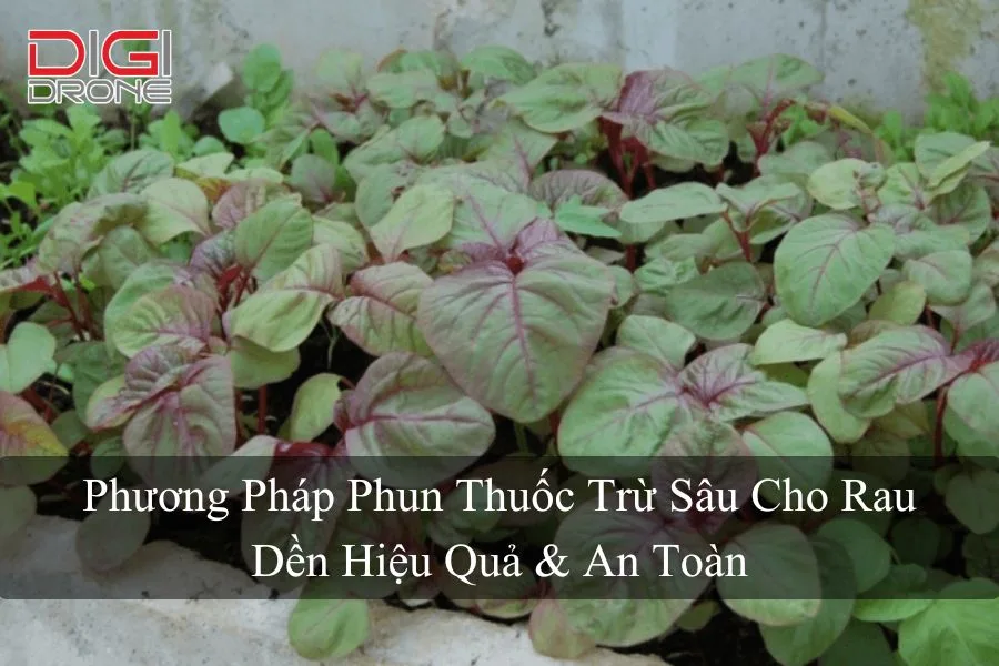 Phương Pháp Phun Thuốc Trừ Sâu Cho Rau Dền Hiệu Quả & An Toàn