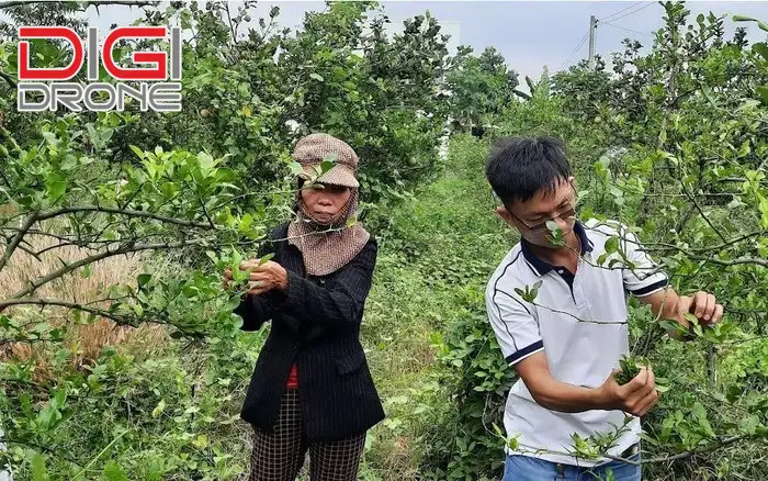 trồng chanh lấy lá