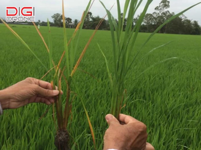 Lời khuyên từ chuyên gia để bảo vệ đồng ruộng