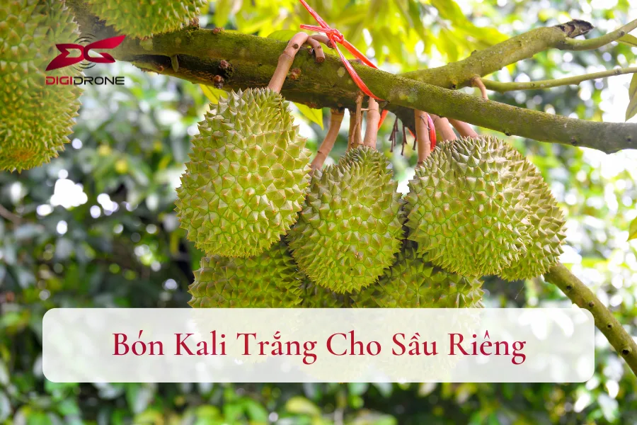 Hướng Dẫn Bón Kali Trắng Cho Sầu Riêng Lên Cơm, Trái To