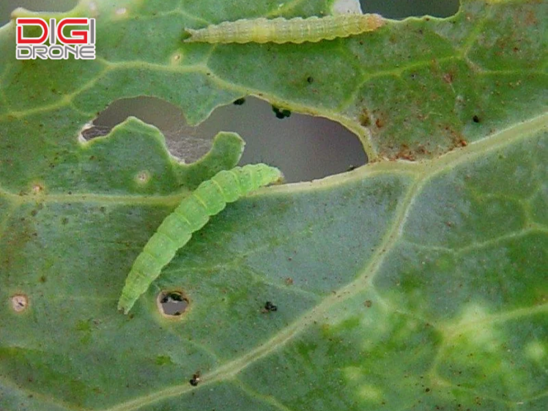 Tác hại nghiêm trọng của sâu tơ đối với nông nghiệp
