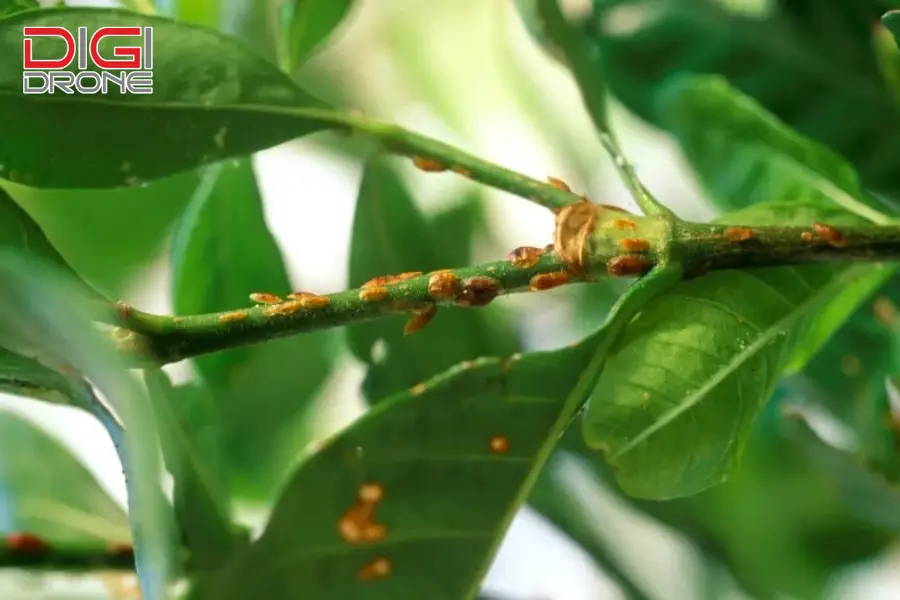 rệp vảy rệp vảy