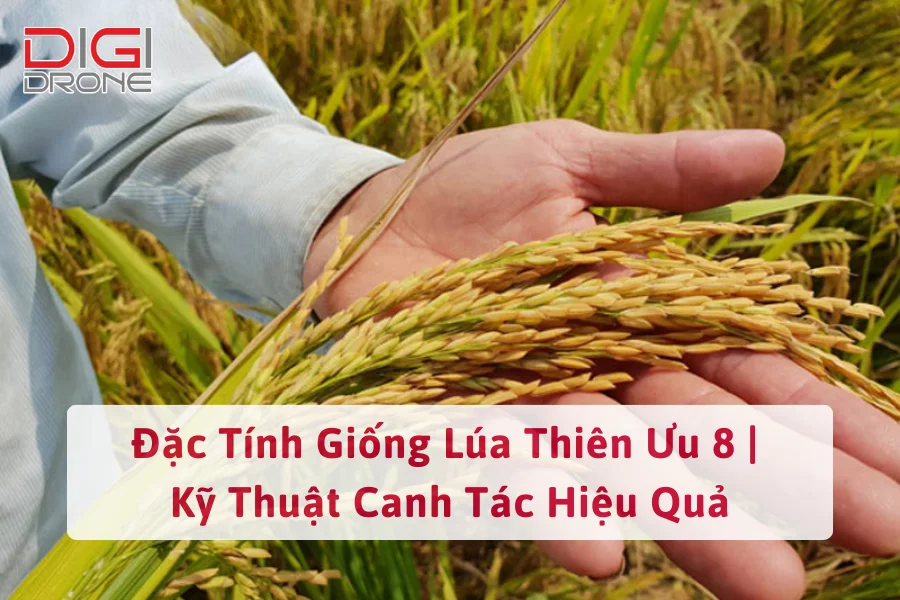 Đặc Tính Giống Lúa Thiên Ưu 8 | Kỹ Thuật Canh Tác Hiệu Quả