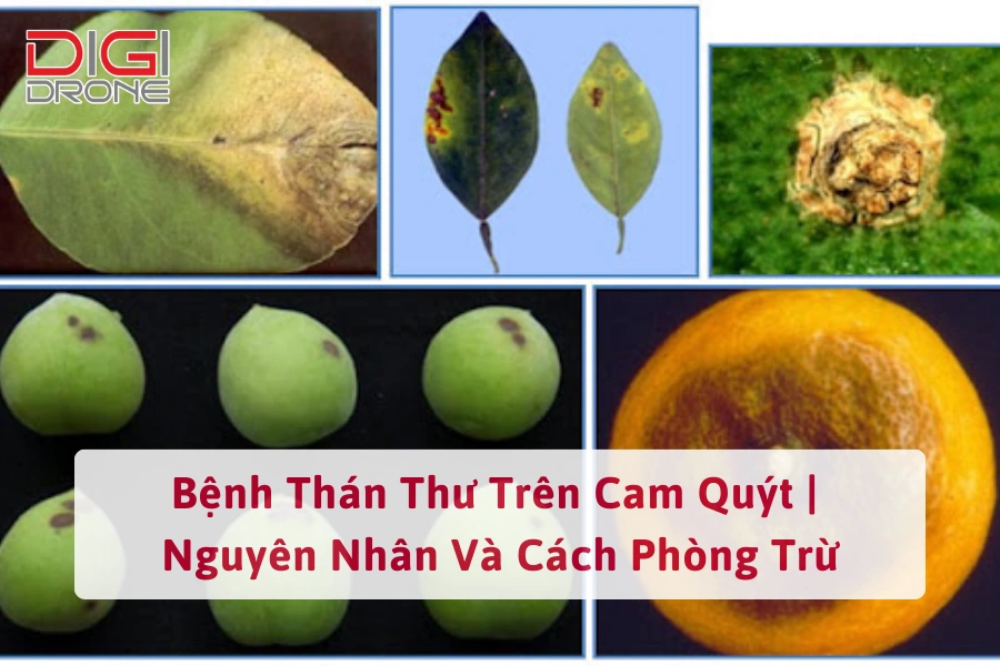 Bệnh Thán Thư Trên Cam Quýt | Nguyên Nhân Và Cách Phòng Trừ