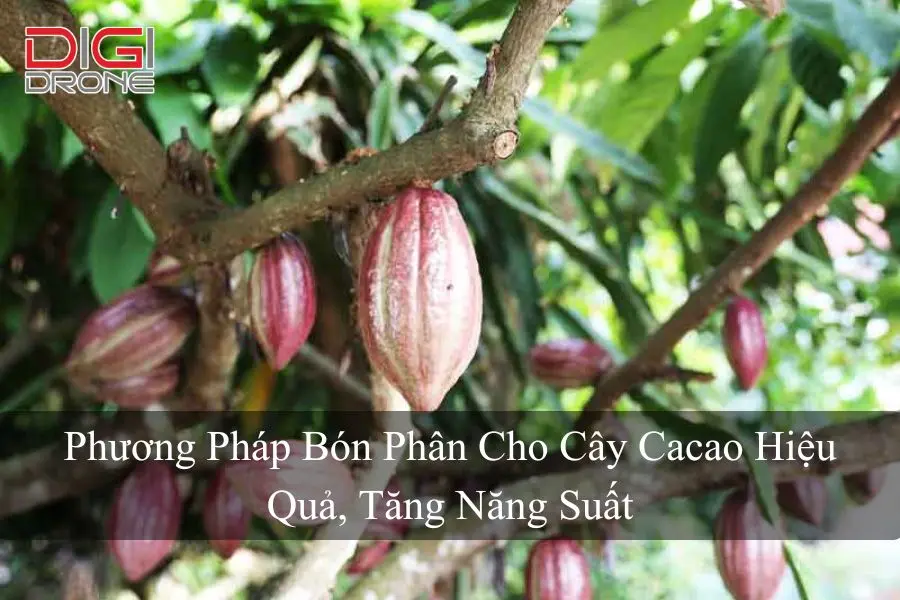 Phương Pháp Bón Phân Cho Cây Cacao Hiệu Quả, Tăng Năng Suất