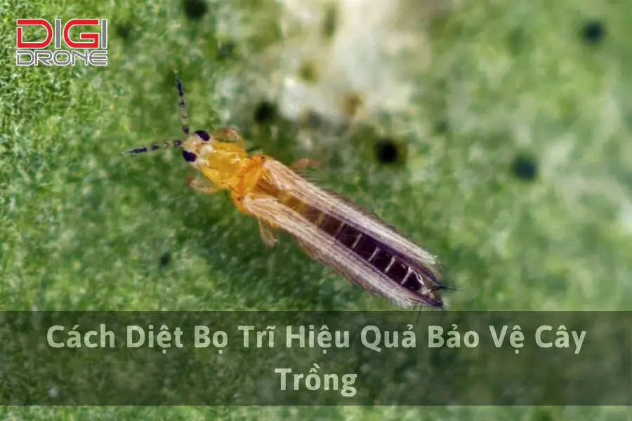 Cách Diệt Bọ Trĩ Hiệu Quả Bảo Vệ Cây Trồng