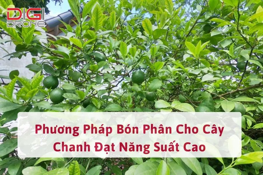 Phương Pháp Bón Phân Cho Cây Chanh Đạt Năng Suất Cao