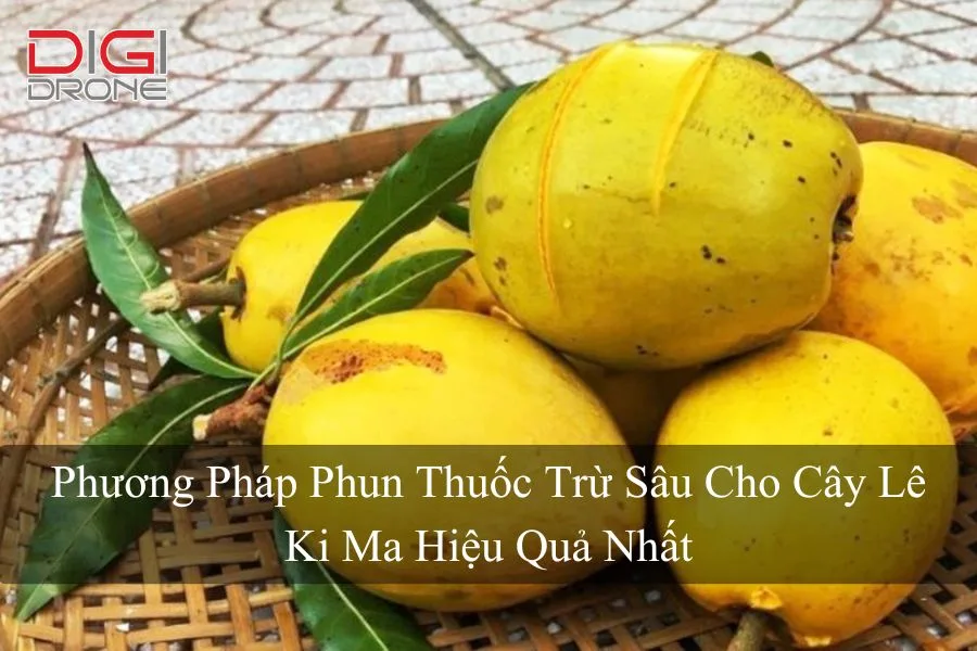 Phương Pháp Phun Thuốc Trừ Sâu Cho Cây Lê Ki Ma Hiệu Quả Nhất