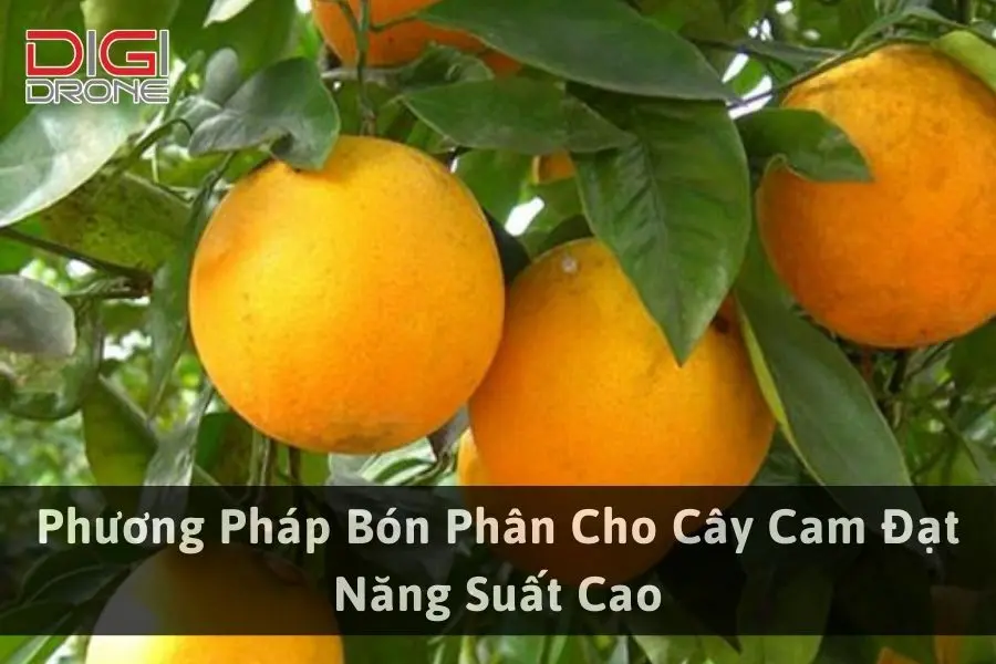 Phương Pháp Bón Phân Cho Cây Cam Đạt Năng Suất Cao