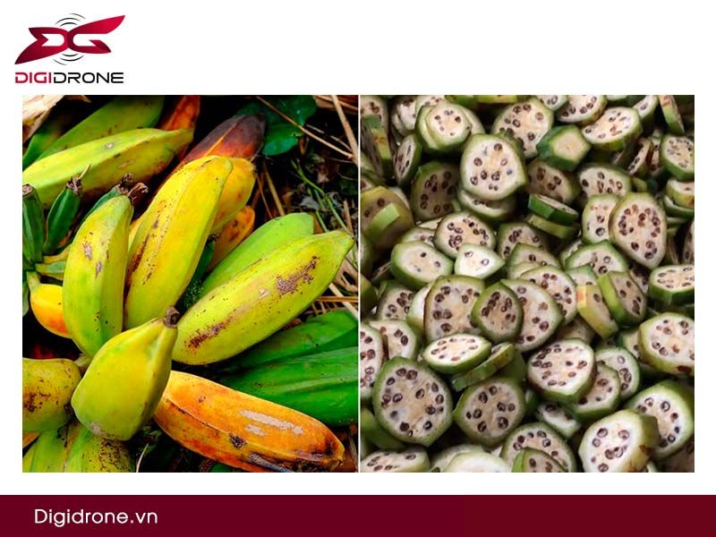 Cây chuối hột: Kỹ thuật trồng & phòng trừ sâu bệnh hiệu quả