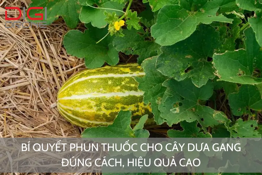 Bí Quyết Phun Thuốc Cho Cây Dưa Gang Đúng Cách, Hiệu Quả Cao