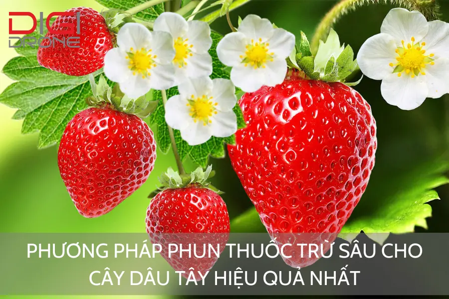 Phương Pháp Phun Thuốc Trừ Sâu Cho Cây Dâu Tây Hiệu Quả Nhất