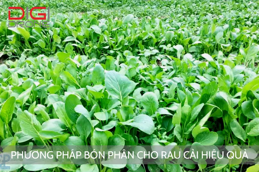 Phương Pháp Bón Phân Cho Rau Cải Hiệu Quả