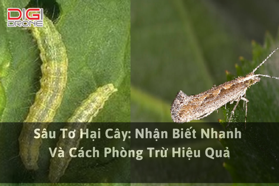 Sâu Tơ Hại Cây: Nhận Biết Nhanh Và Cách Phòng Trừ Hiệu Quả