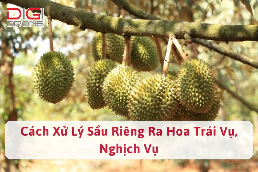 Cách Xử Lý Sầu Riêng Ra Hoa Trái Vụ, Nghịch Vụ