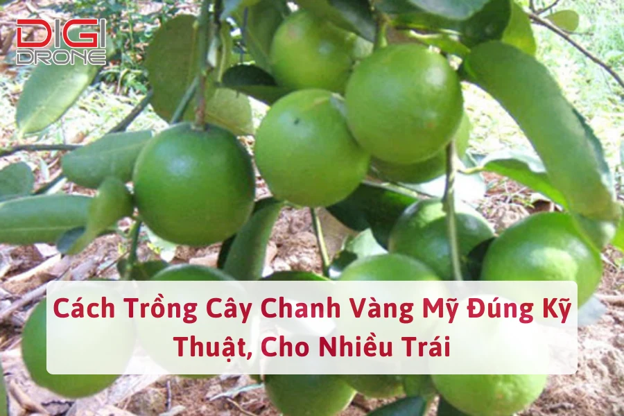 Cách Trồng Cây Chanh Vàng Mỹ Đúng Kỹ Thuật, Cho Nhiều Trái