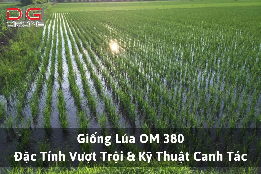 Giống Lúa OM 380: Đặc Tính Vượt Trội & Kỹ Thuật Canh Tác