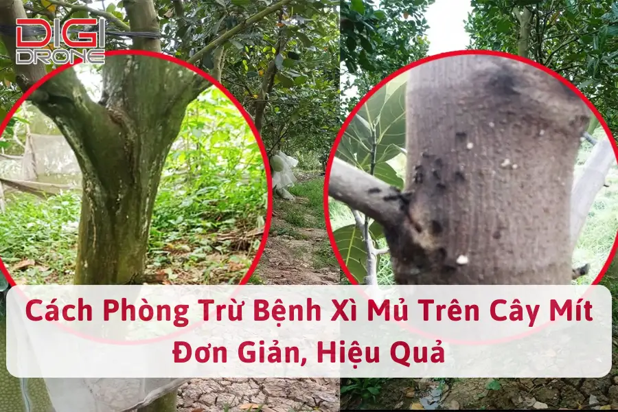 Cách Phòng Trừ Bệnh Xì Mủ Trên Cây Mít Đơn Giản, Hiệu Quả