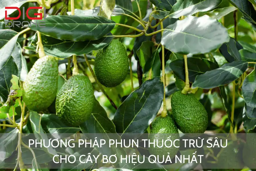 Phương Pháp Phun Thuốc Trừ Sâu Cho Cây Bơ Hiệu Quả Nhất