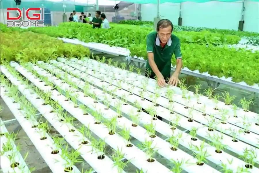 Thách thức và triển vọng phát triển nông nghiệp hữu cơ tại Việt Nam Thách thức và triển vọng phát triển nông nghiệp hữu cơ tại Việt Nam