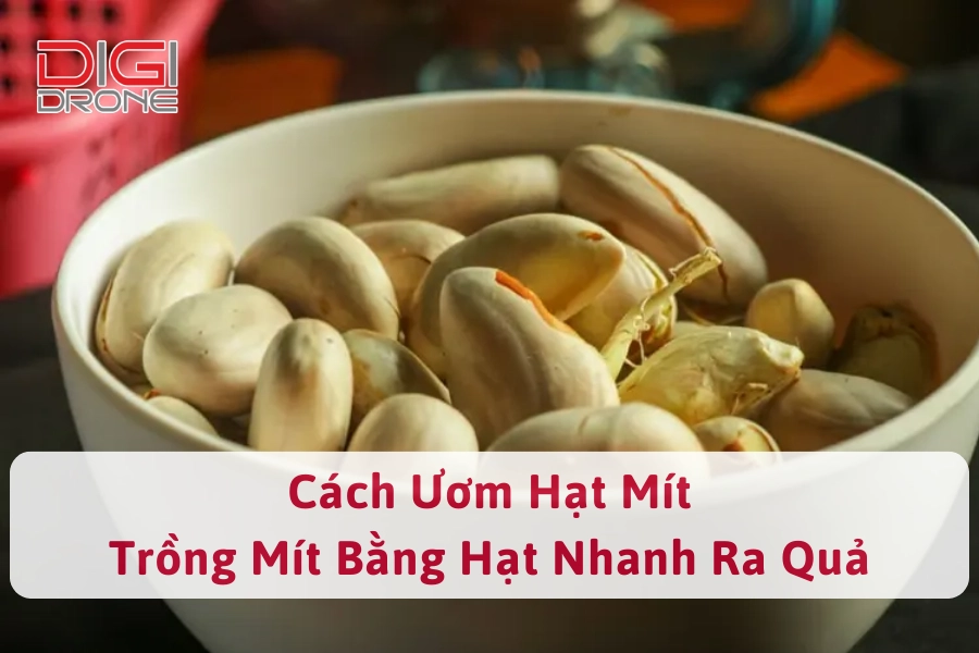 Cách Ươm Hạt Mít Và Trồng Mít Bằng Hạt Nhanh Ra Quả