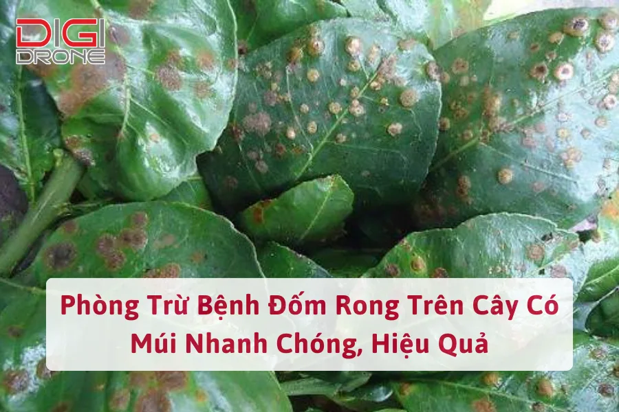 Phòng Trừ Bệnh Đốm Rong Trên Cây Có Múi Nhanh Chóng, Hiệu Quả