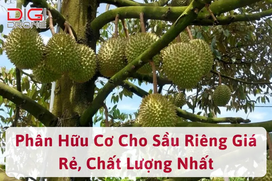 5 Loại Phân Hữu Cơ Cho Sầu Riêng Giá Rẻ, Chất Lượng Nhất