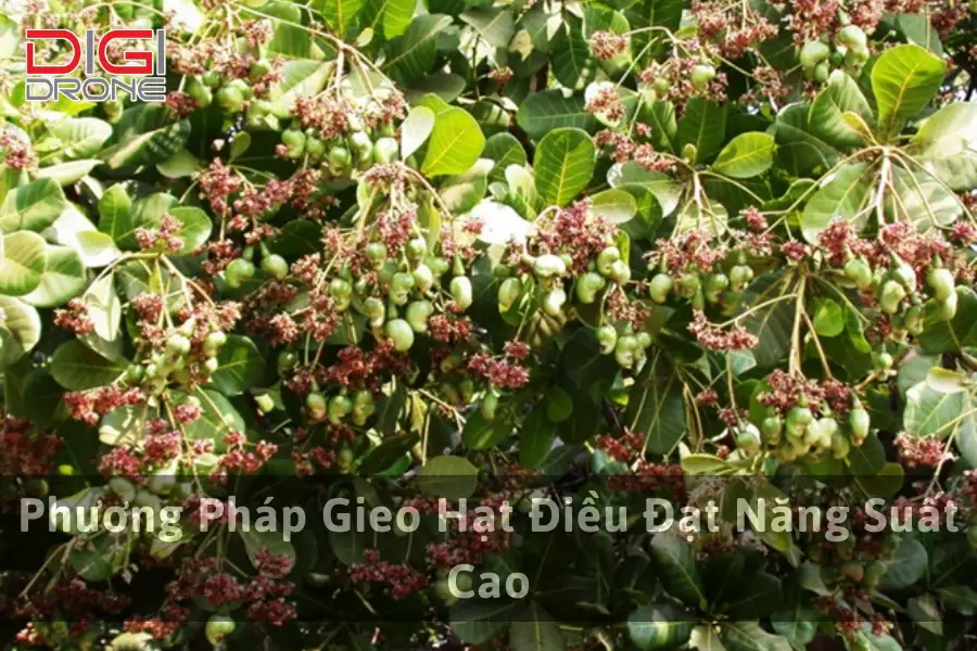 Phương Pháp Gieo Hạt Điều Đạt Năng Suất Cao