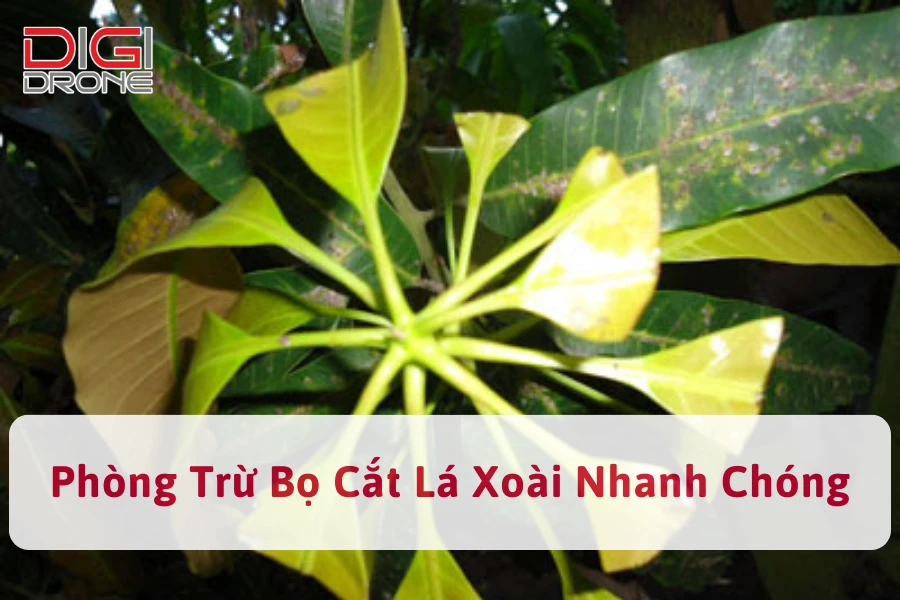 Phòng Trừ Bọ Cắt Lá Xoài Nhanh Chóng, Hiệu Quả 