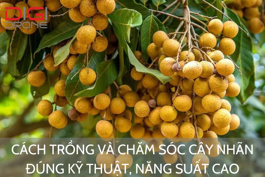 Cách Trồng Và Chăm Sóc Cây Nhãn Đúng Kỹ Thuật, Năng Suất Cao