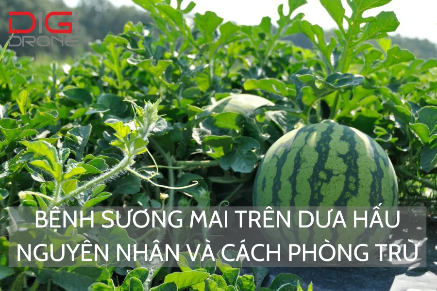 Bệnh Sương Mai Trên Dưa Hấu | Nguyên Nhân Và Cách Phòng Trừ