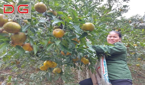 kỹ thuật trồng cây cam quýt