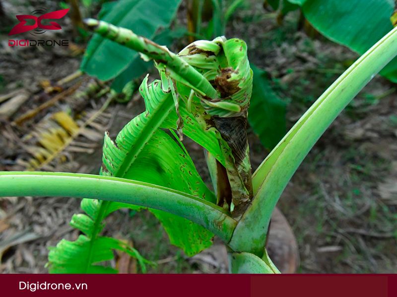 Sâu bệnh hại cây chuối & biện pháp phòng tránh