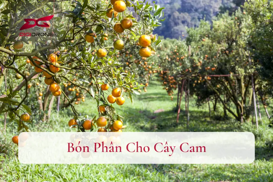 Kỹ Thuật Bón Phân Cho Cây Cam Sai Quả, Năng Suất Cao