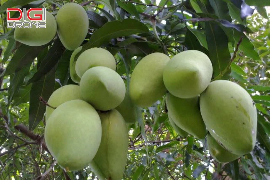 có cây xoài đực không