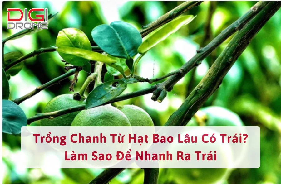 Trồng Chanh Từ Hạt Bao Lâu Có Trái? Làm Sao Để Nhanh Ra Trái