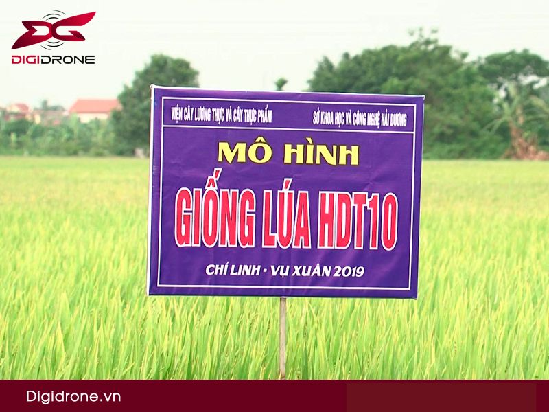 Giống lúa HDT10 : Đặc tính gieo trồng & kỹ thuật canh tác