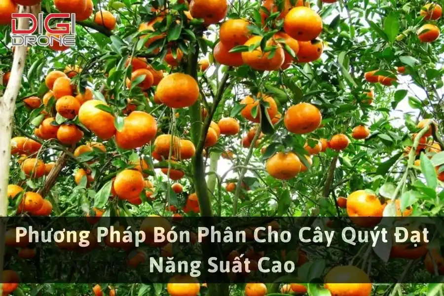 Phương Pháp Bón Phân Cho Cây Quýt Đạt Năng Suất Cao