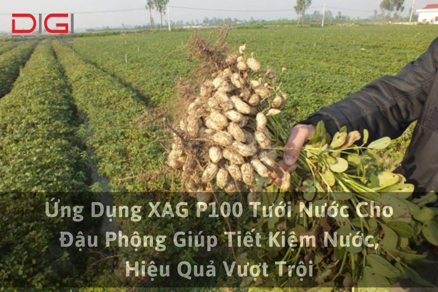 Ứng Dụng XAG P100 Tưới Nước Cho Đậu Phộng (Lạc) Giúp Tiết Kiệm Nước, Hiệu Quả Vượt Trội